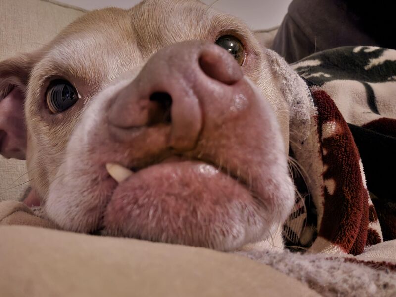 A special snoot to brighten your day!