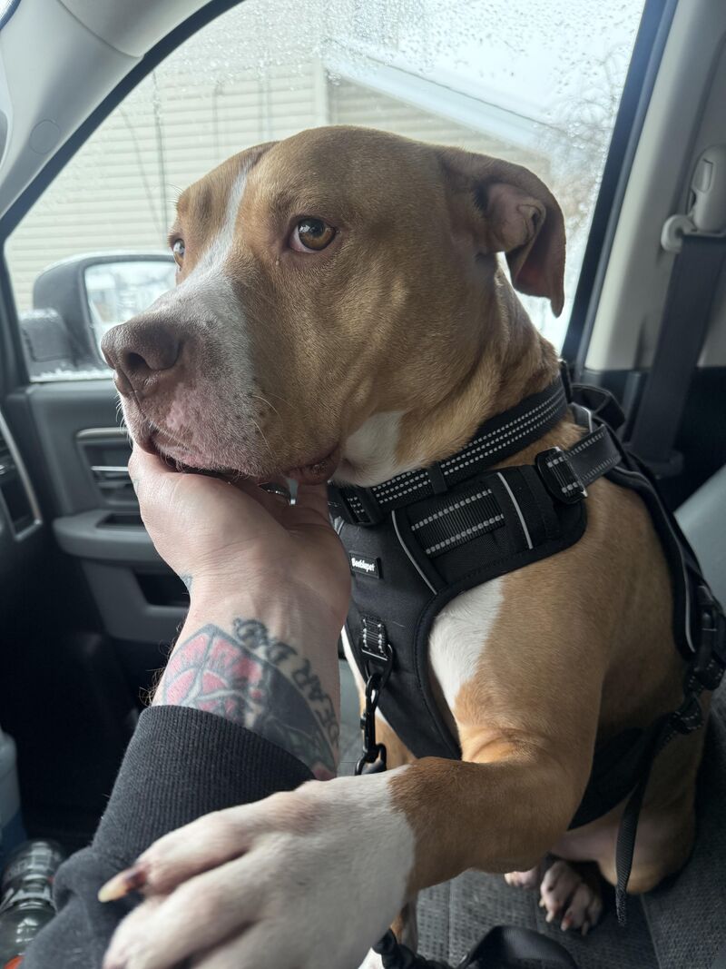 Took Polo out this morning and he kept pawing at the truck… guess we’re going on a ride 🫶🏼