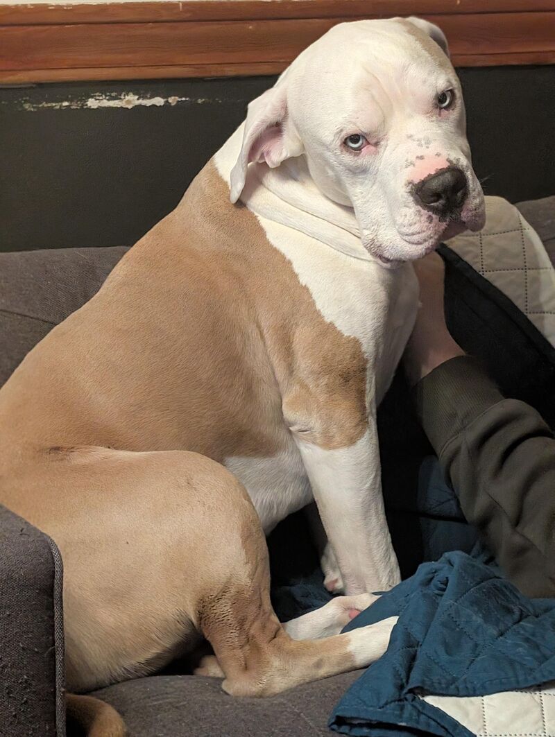 Jasper needed X-rays today ahead of another CCL surgery. They sent home one big stoned baby boy