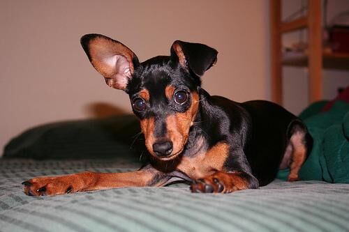 Pinscher Miniature