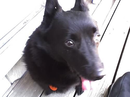 Schipperke