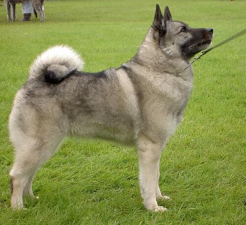 Elkhound Norwegian