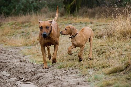 Ridgeback Rhodesian