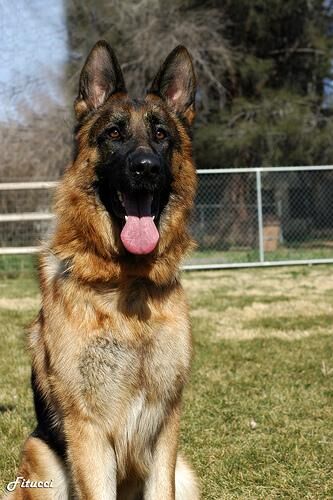 German Shepherd