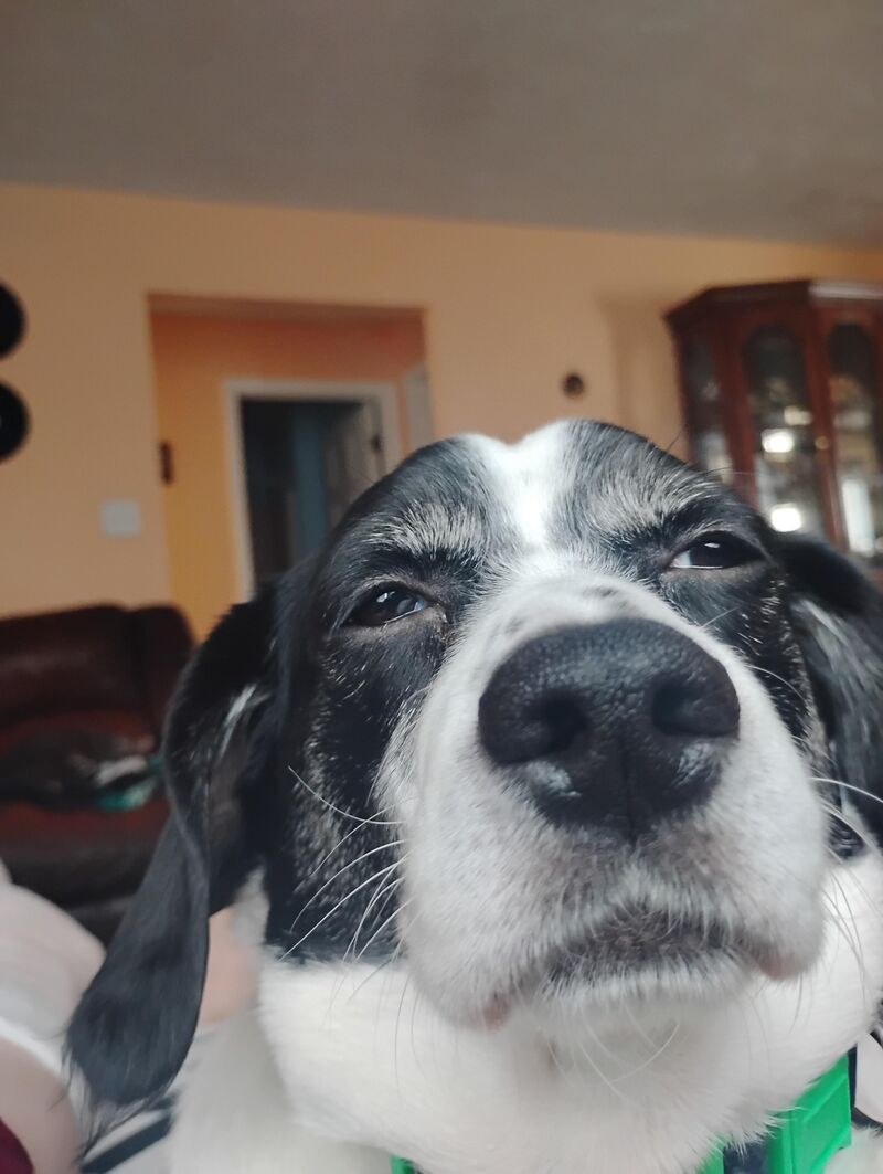 My beagles expression looks like it could be a meme