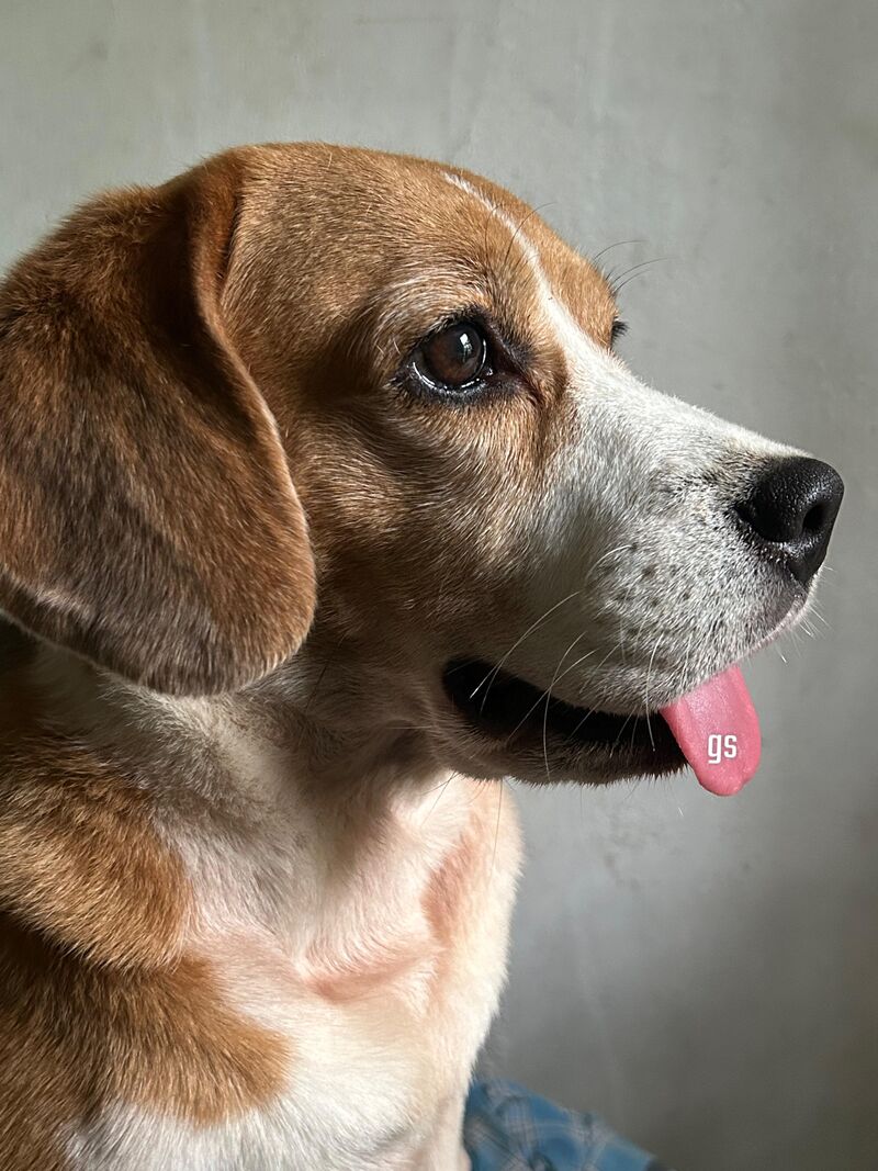 My name is hachiko but mom call me Hachuuuu😍❤️