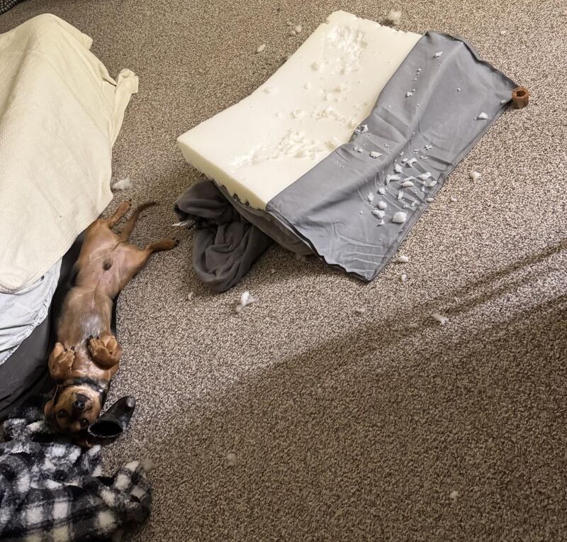 Here we have an animal of habit ::David Attenborough voice::