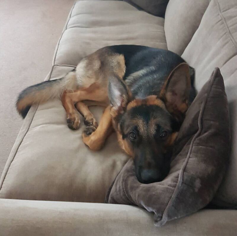 Say hi to my boy Kongo, he's the sweetest doggo