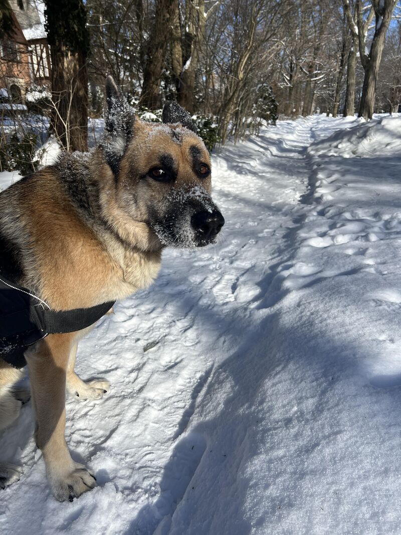 Cooper’s face when I try to snap a picture