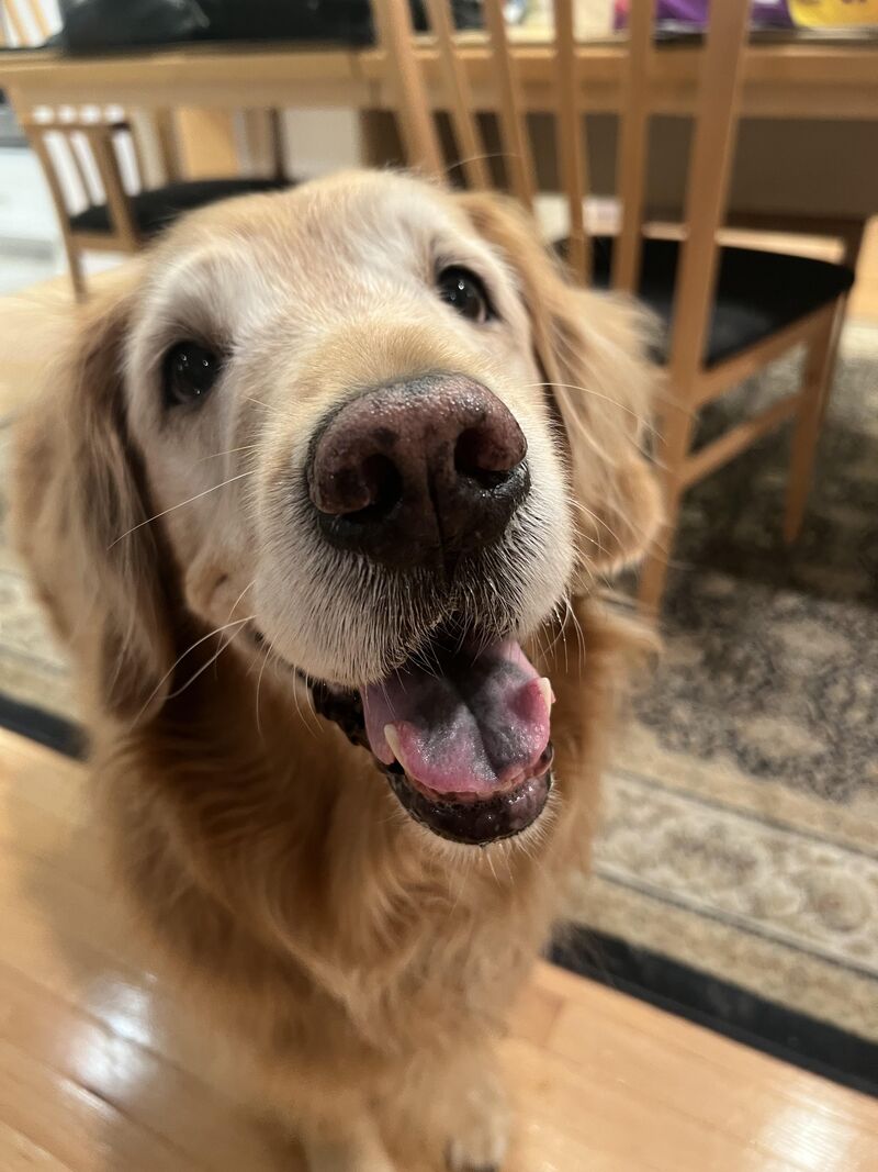 I was listening intently and I think I heard the word cookie in the weird human speak. Even if I didn’t I’m going to smile and beg for one. -Maddie
