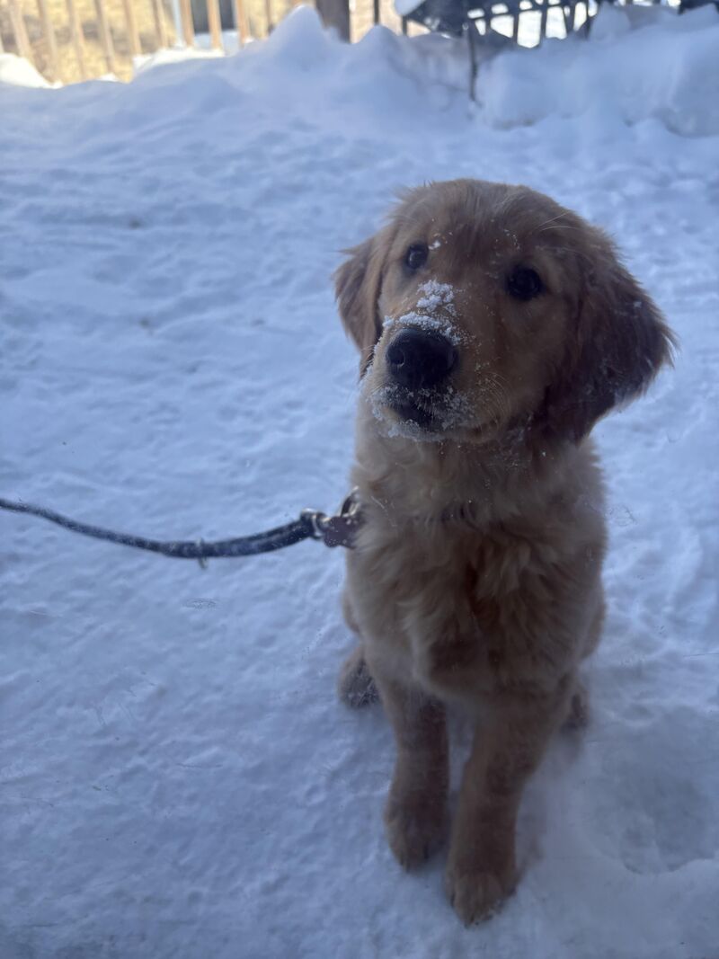 Why do they grow so fast? 😭❤️