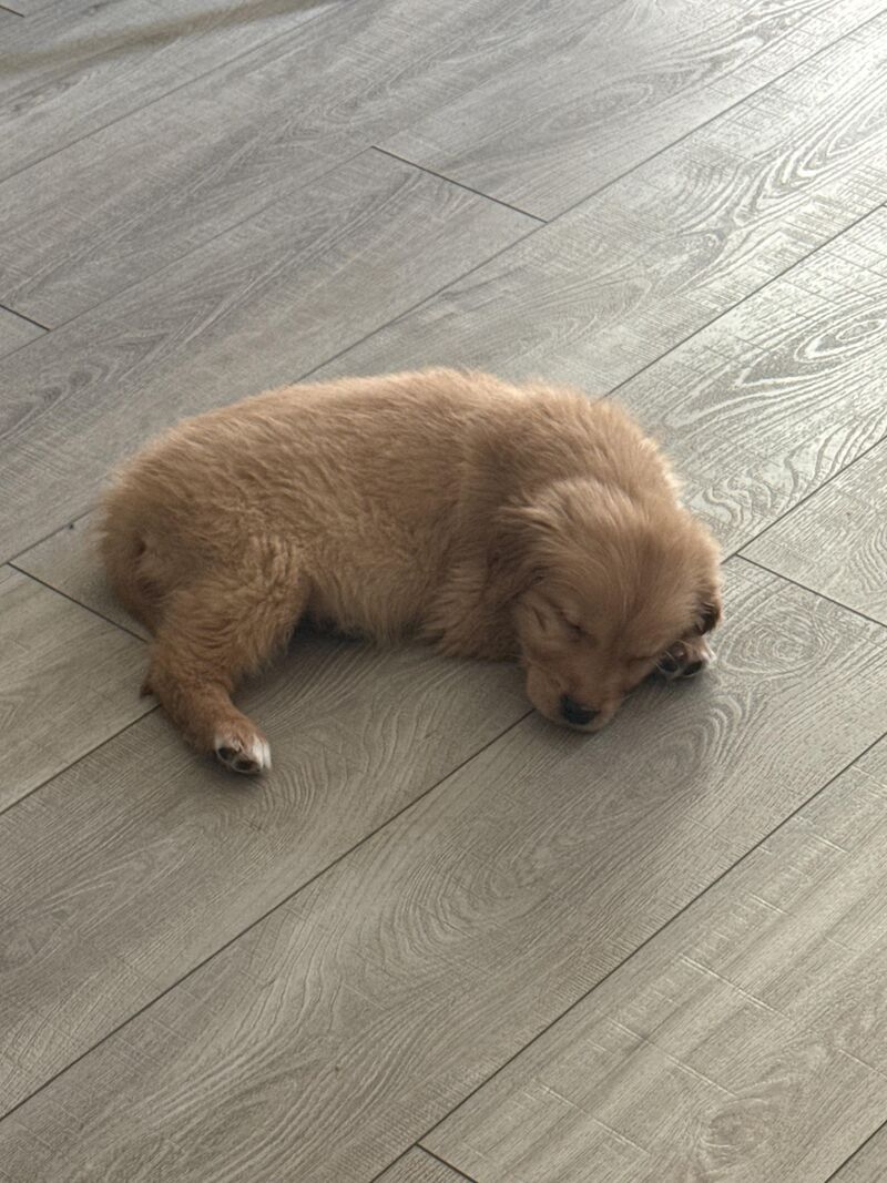 Ellie is the newest member of our family. She turns 2 months tomorrow.. question below