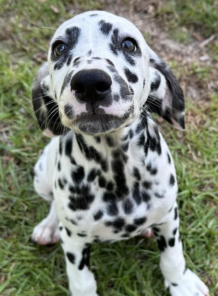 This is my Dalmatian, blaze, when he was 10 weeks old
