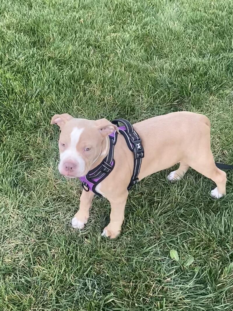 Our new puppie Bruno! 11 weeks old