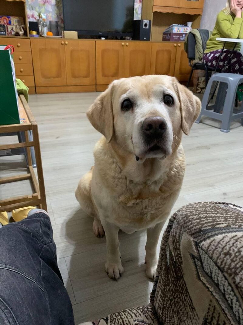 My Lucy turned 12 today, congratulate her, she will be very happy