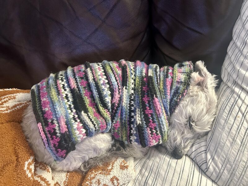 This is my girl Emma. 16 years old and still always by my side.