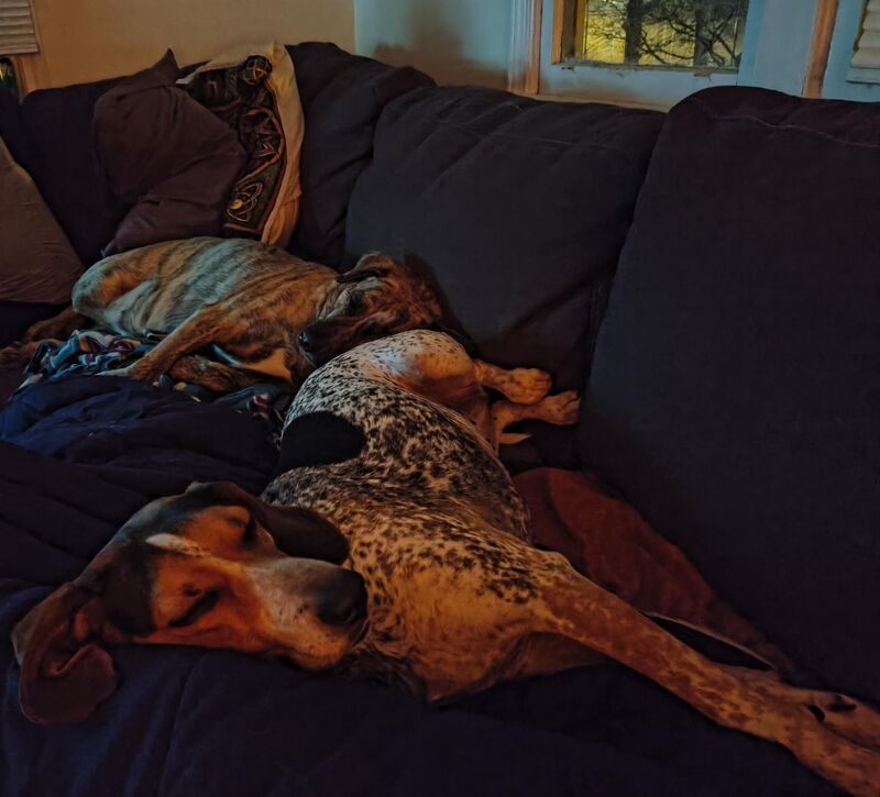 Sleeping Dog Centipede