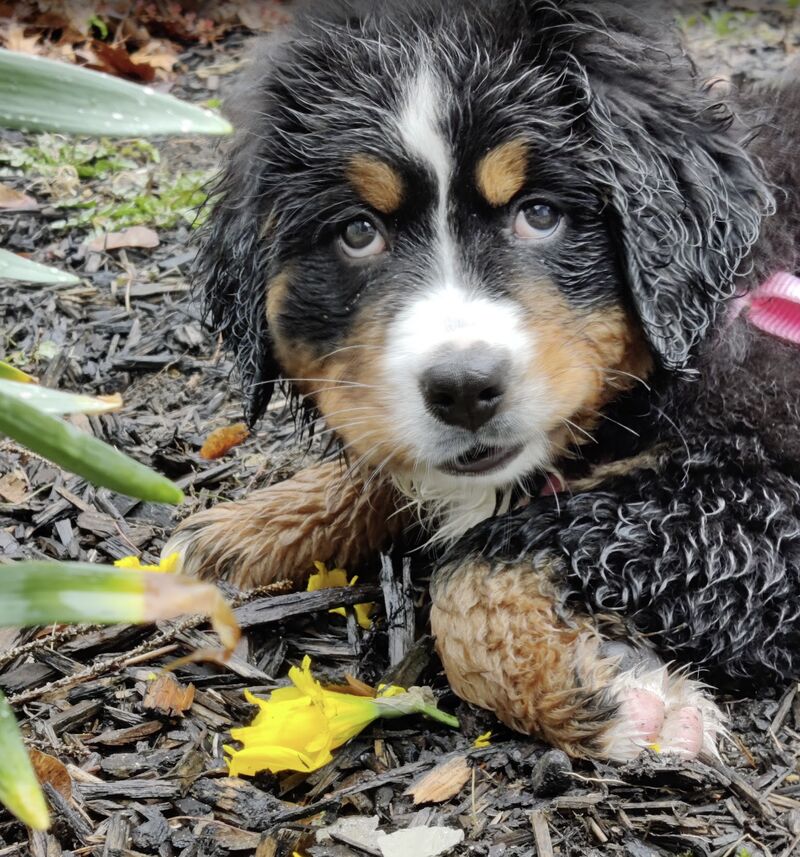 did heckin gud zoomies in rain puddles. tried the yello flower snacks but mom yelled NO an took them. she no fun.