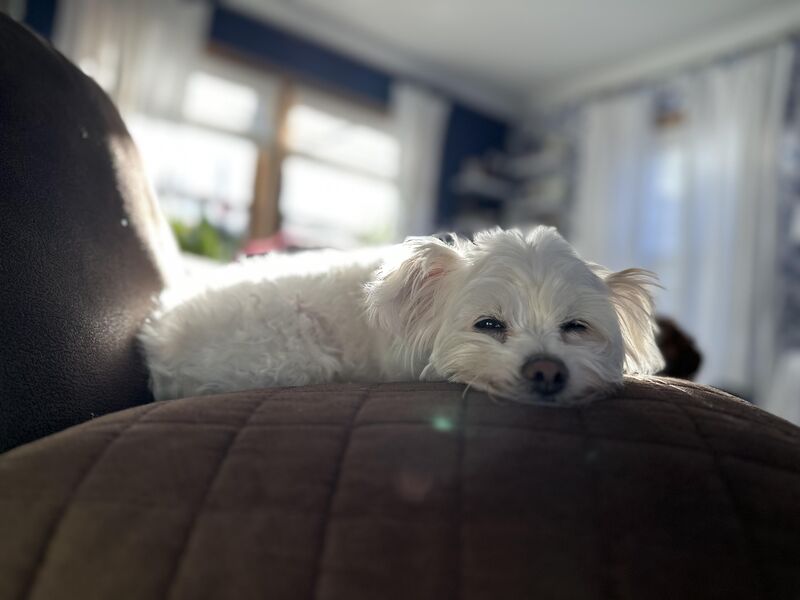 Our little Bella enjoying the sunshine