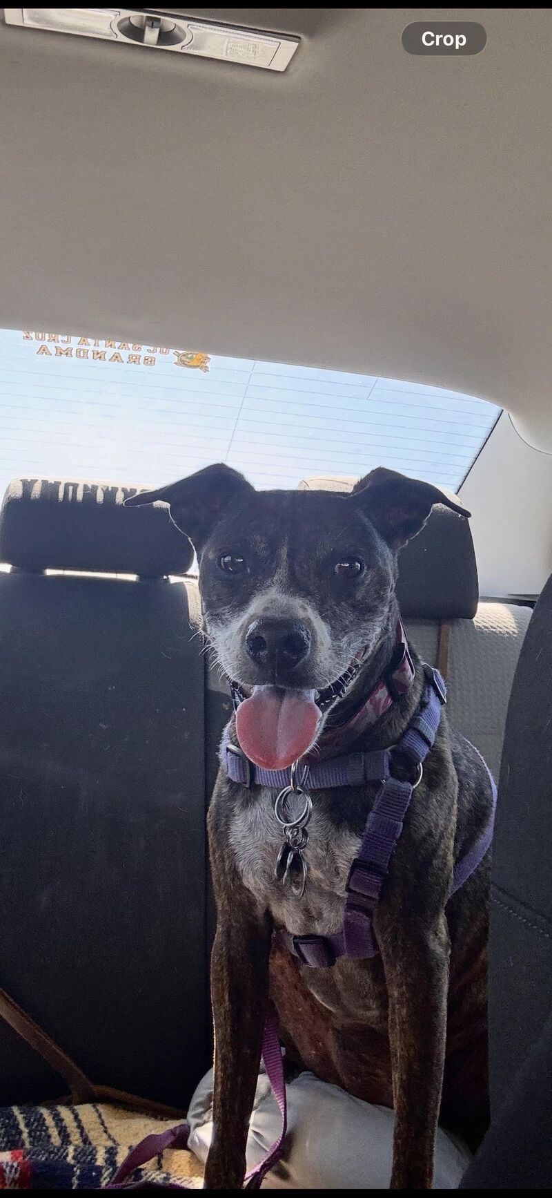 My Alice Loves Car Rides