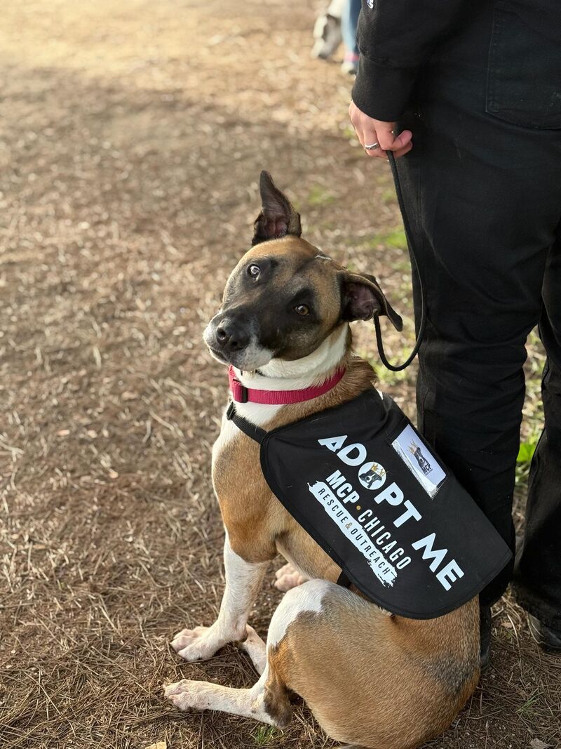 Skye’s adopter changed her mind