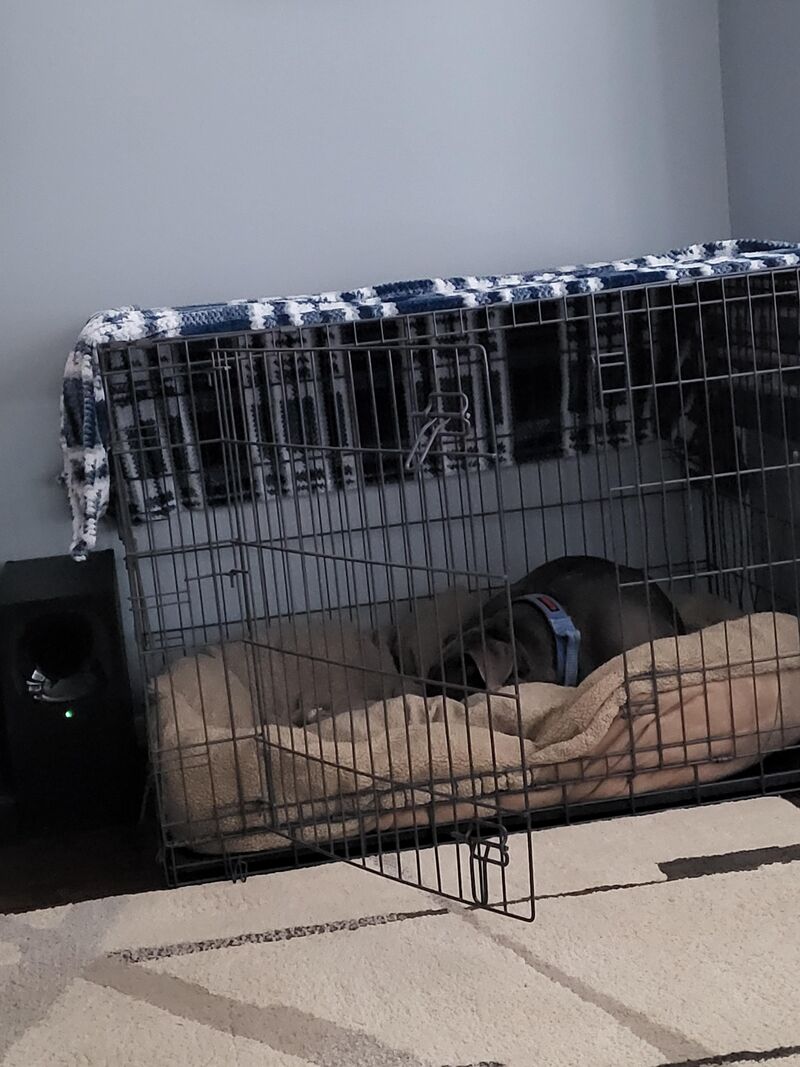He started napping in his crate recently.