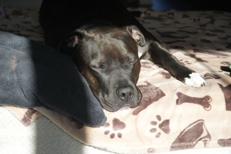 He is sunbathing and at peace 🥹