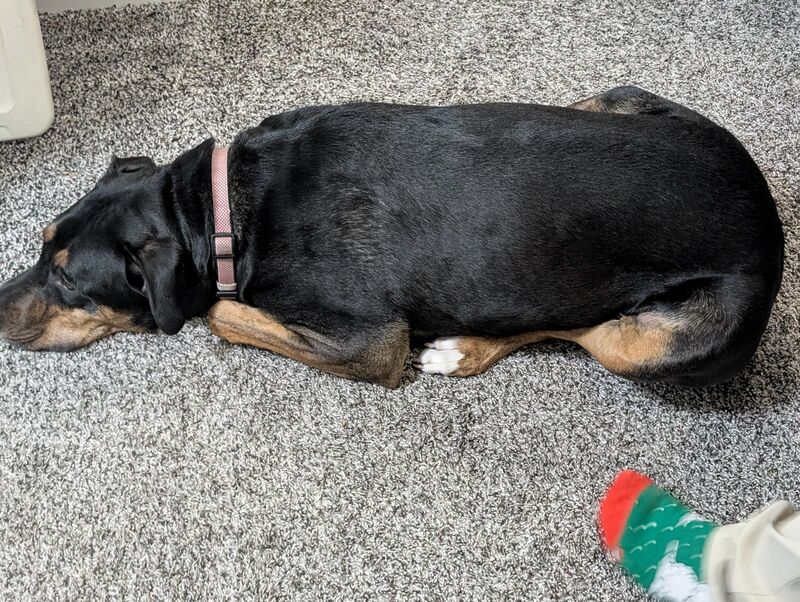 Dogs can loaf too Mom