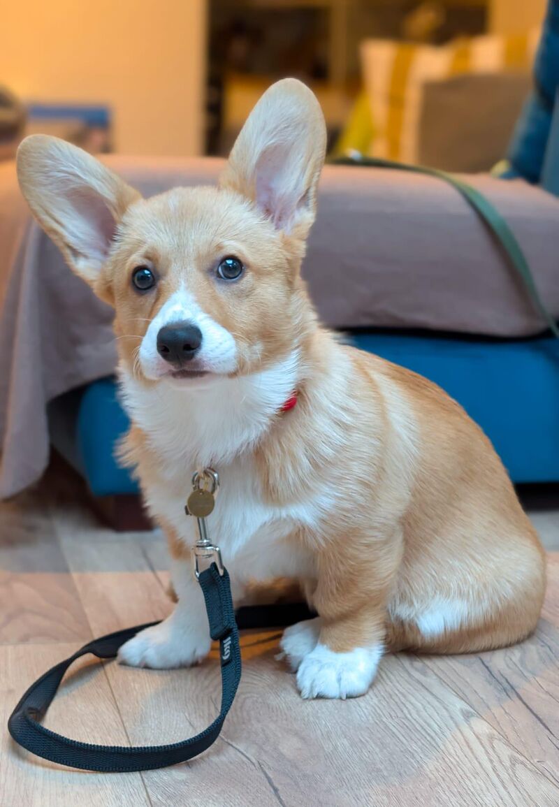 UK: Backpack recommendations