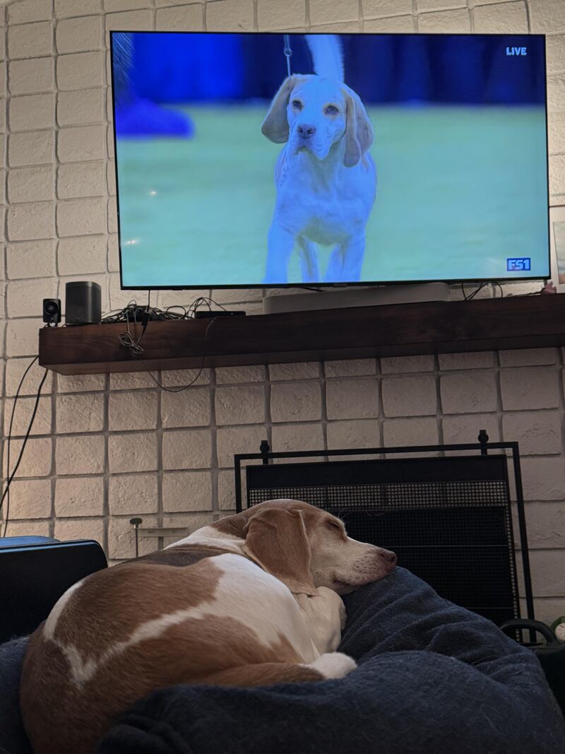 Daisy got bored watching all these celebrities showing off. (Westminster 2026)
