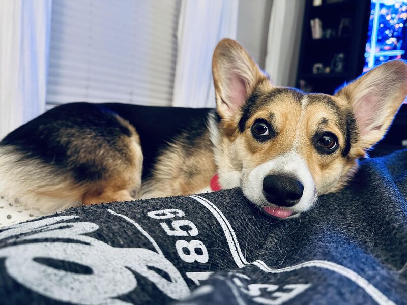 It’s good to have a snuggle buddy. 💕