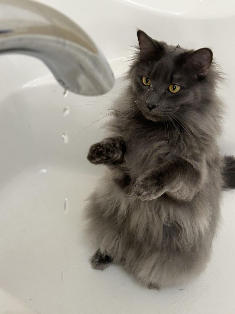 He likes sitting (standing?) in the bathtub and boxing the tap water