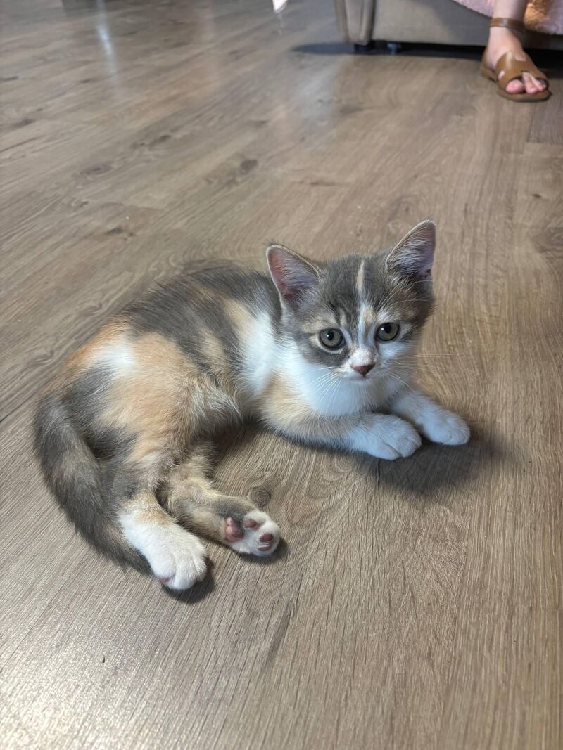 This little three colored guy is just staring at me