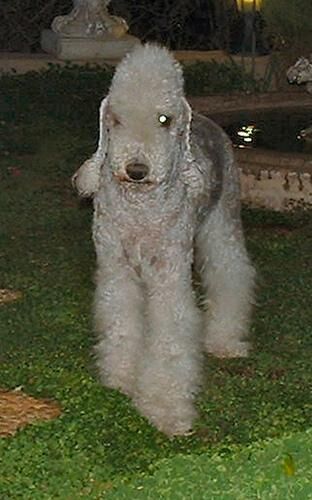 Terrier Bedlington