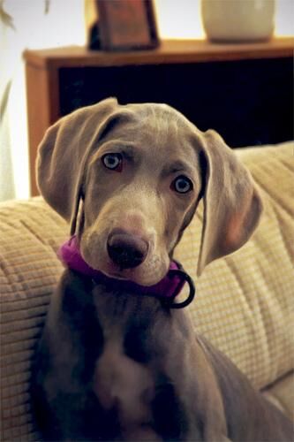 Weimaraner