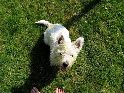 Terrier Westhighland