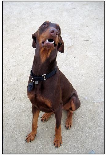 Doberman