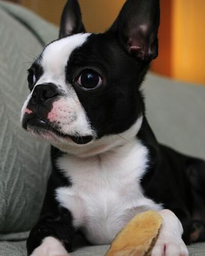 Bulldog Boston