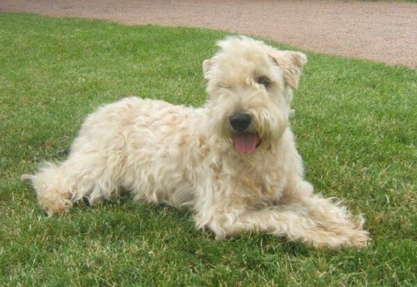Terrier Wheaten