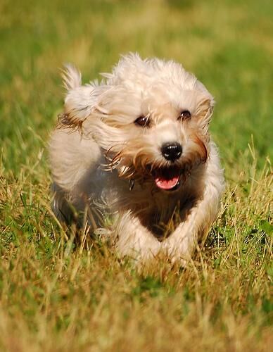 Terrier Dandie