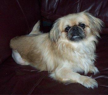 Pekinese