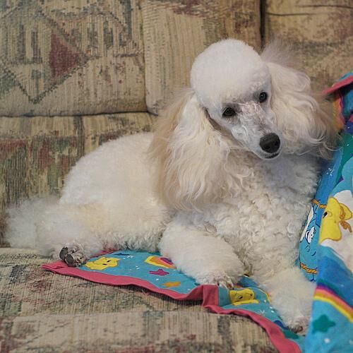 Poodle Miniature