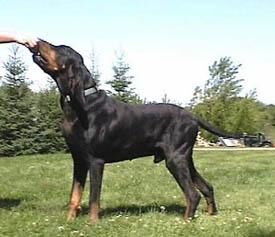 Coonhound