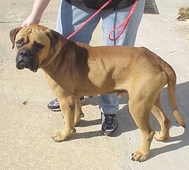 Mastiff Bull