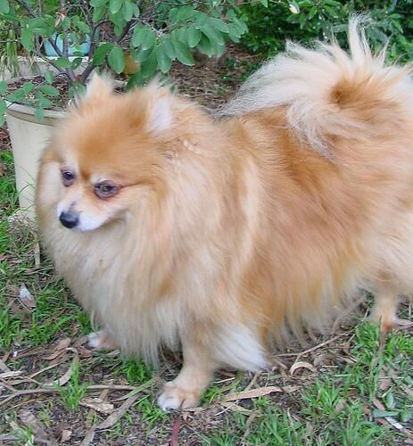 Pomeranian