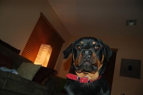 Rottweiler