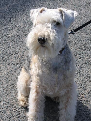 Terrier Lakeland