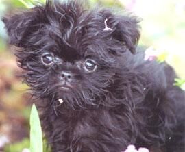 Affenpinscher