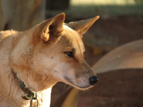 Dingo