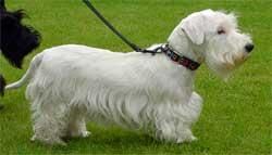 Terrier Sealyham